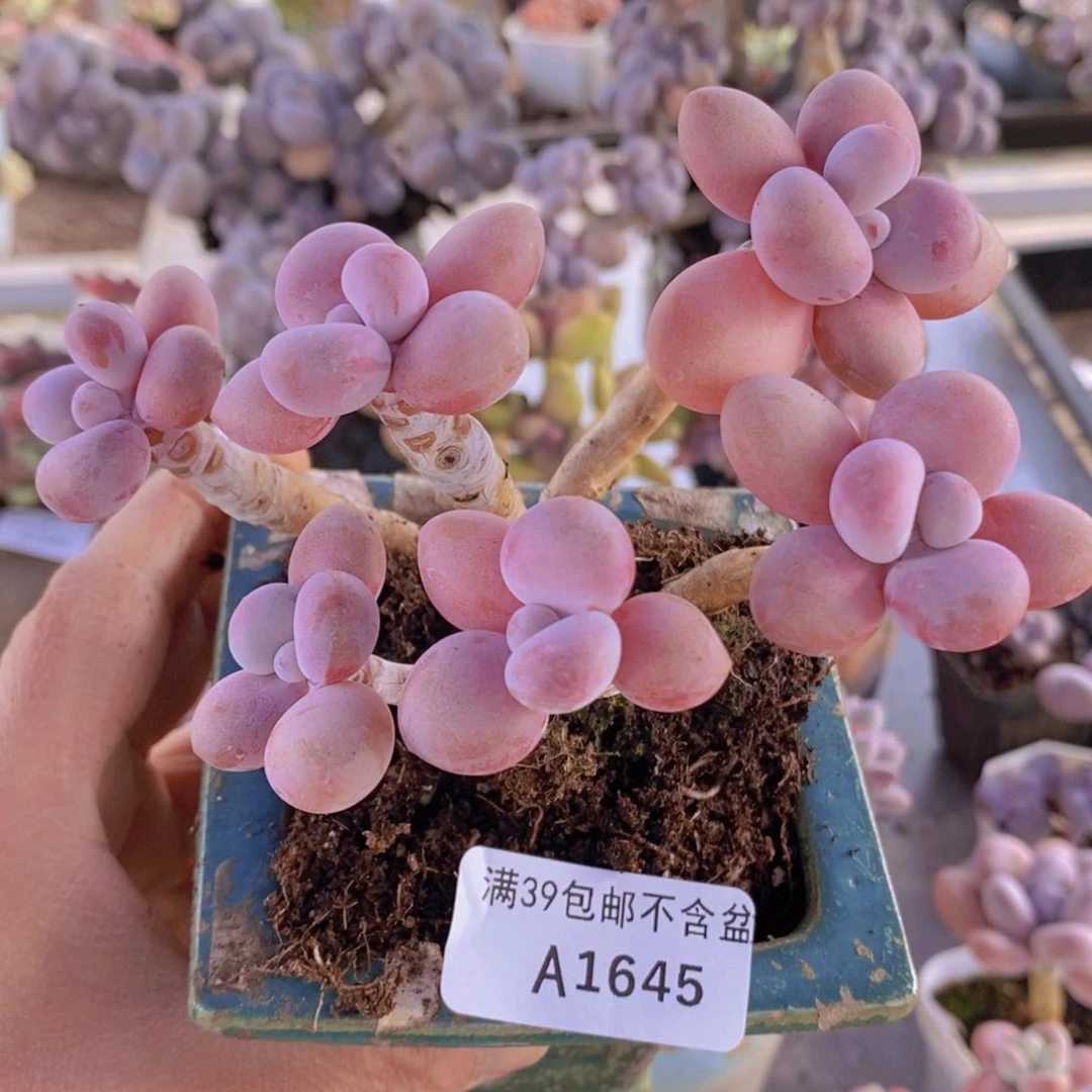 糖果桃蛋老桩10cm1645多肉植物