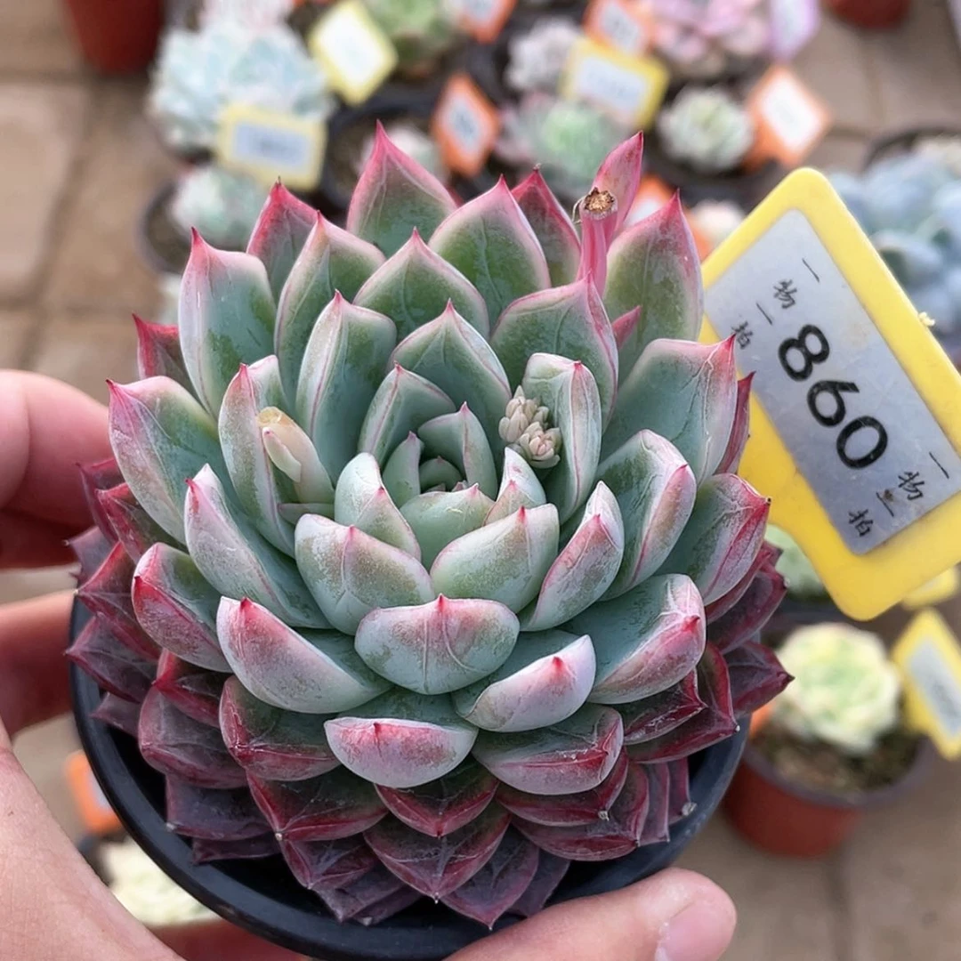 【闪购商品】860号