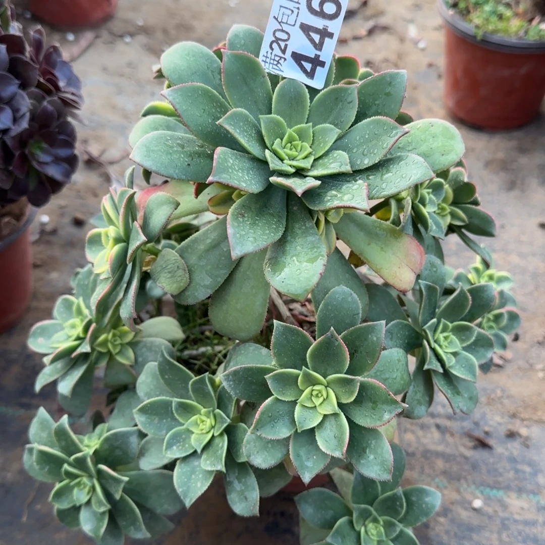 艳日辉446满20包邮断枝不包