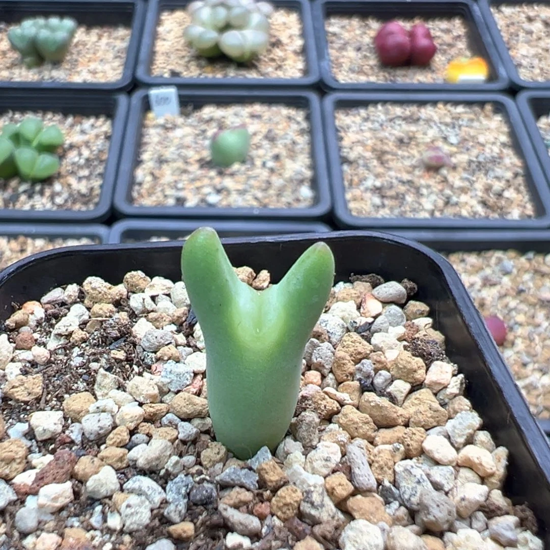 0***发9-19    皮卡丘一棵