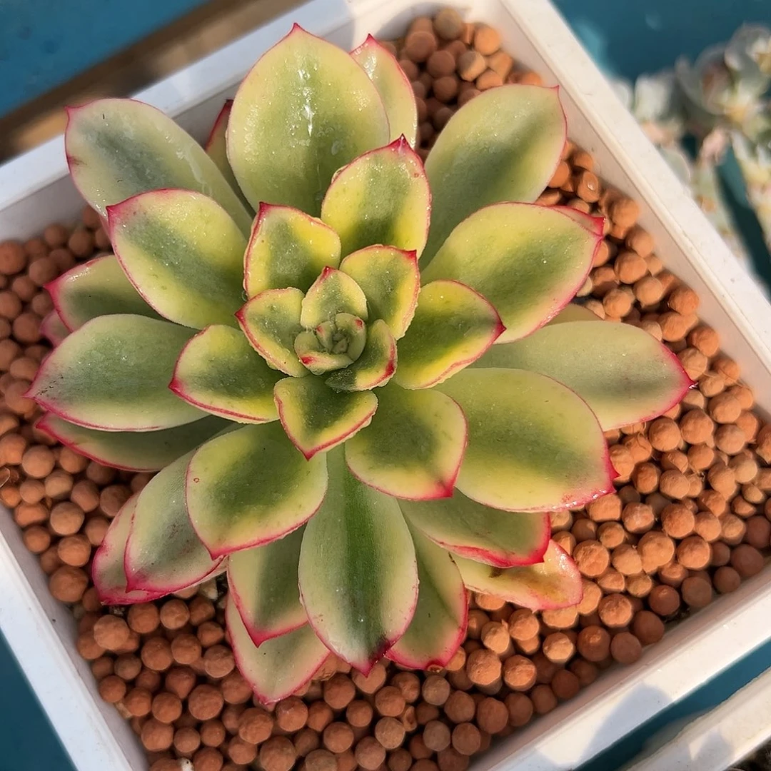 紫梦锦，多肉植物