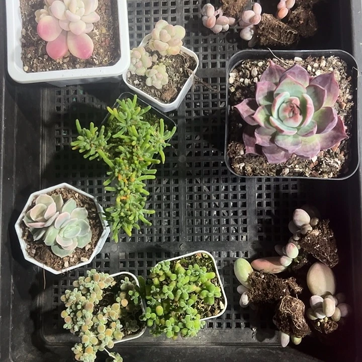 @****安安安专拍多肉植物
