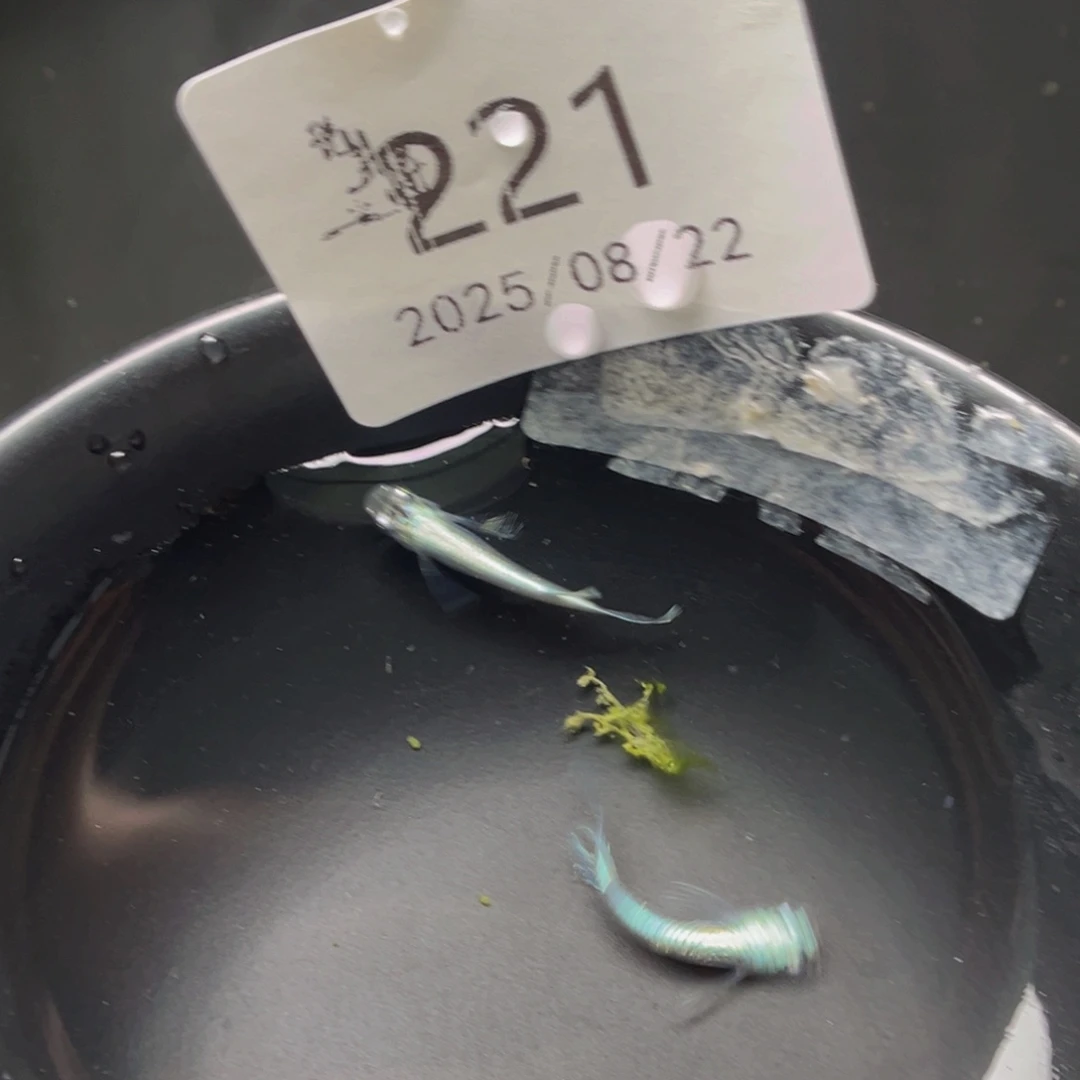 青鳉221天使之翼一对