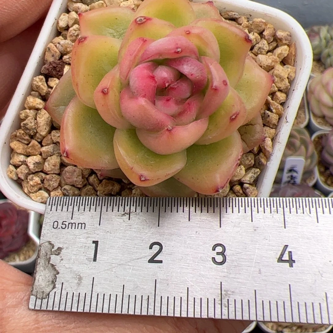 674 多肉植物组合盆栽