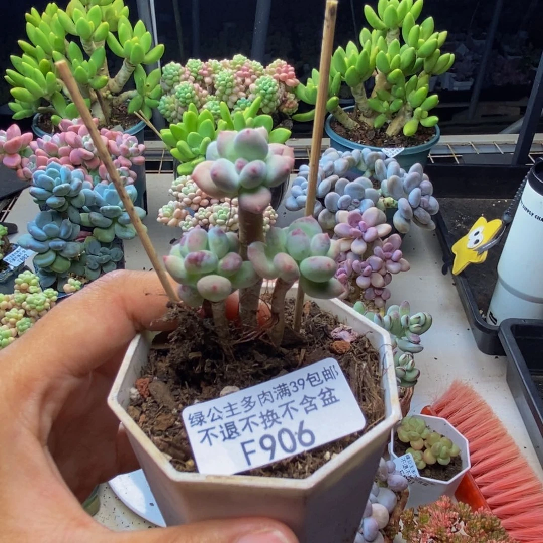 906苹果奶四代多肉4c m