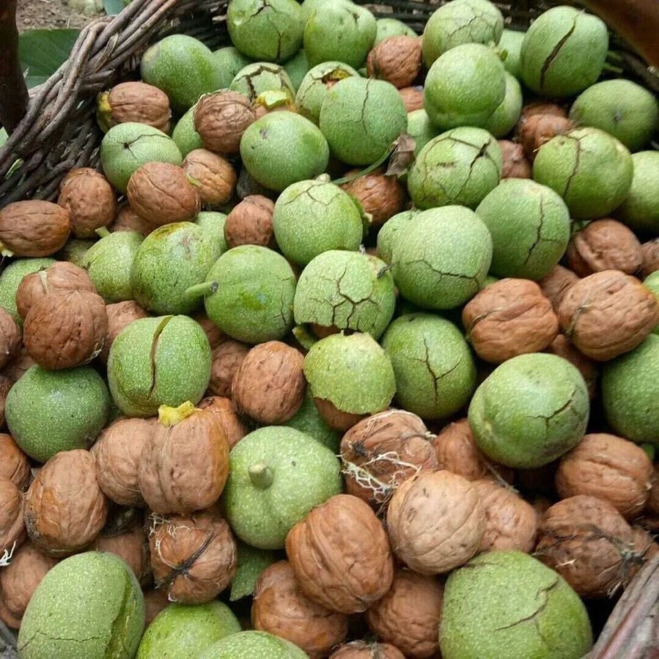 鲜核桃青皮核桃新鲜湿核桃老树甜核桃