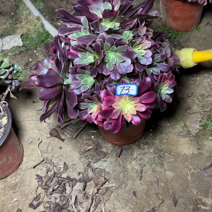 多肉植物金丝法师73