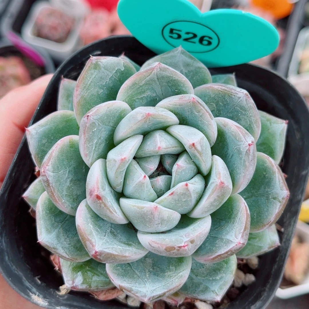 526号小老桩珍妮单头