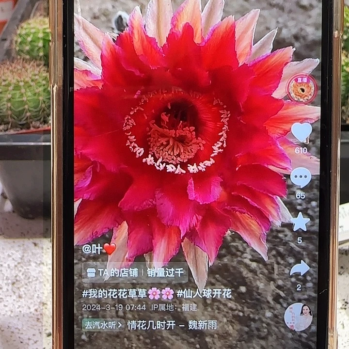 彩草烈日红唇4-5公分左右