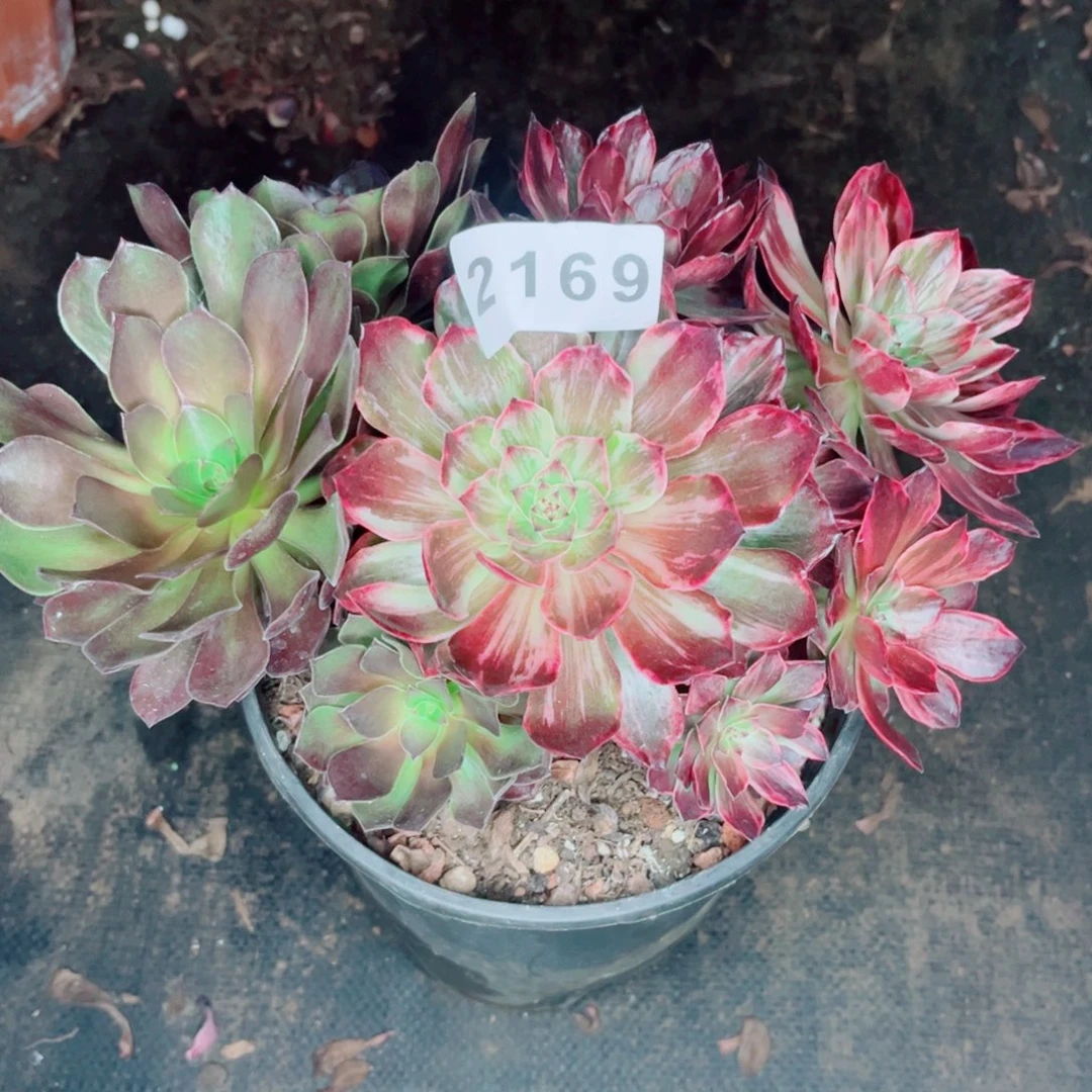 新品半夏多肉发货