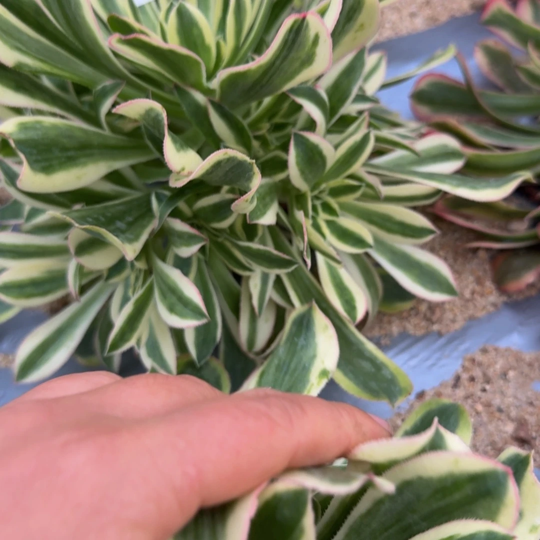 778白兰地。多肉植物
