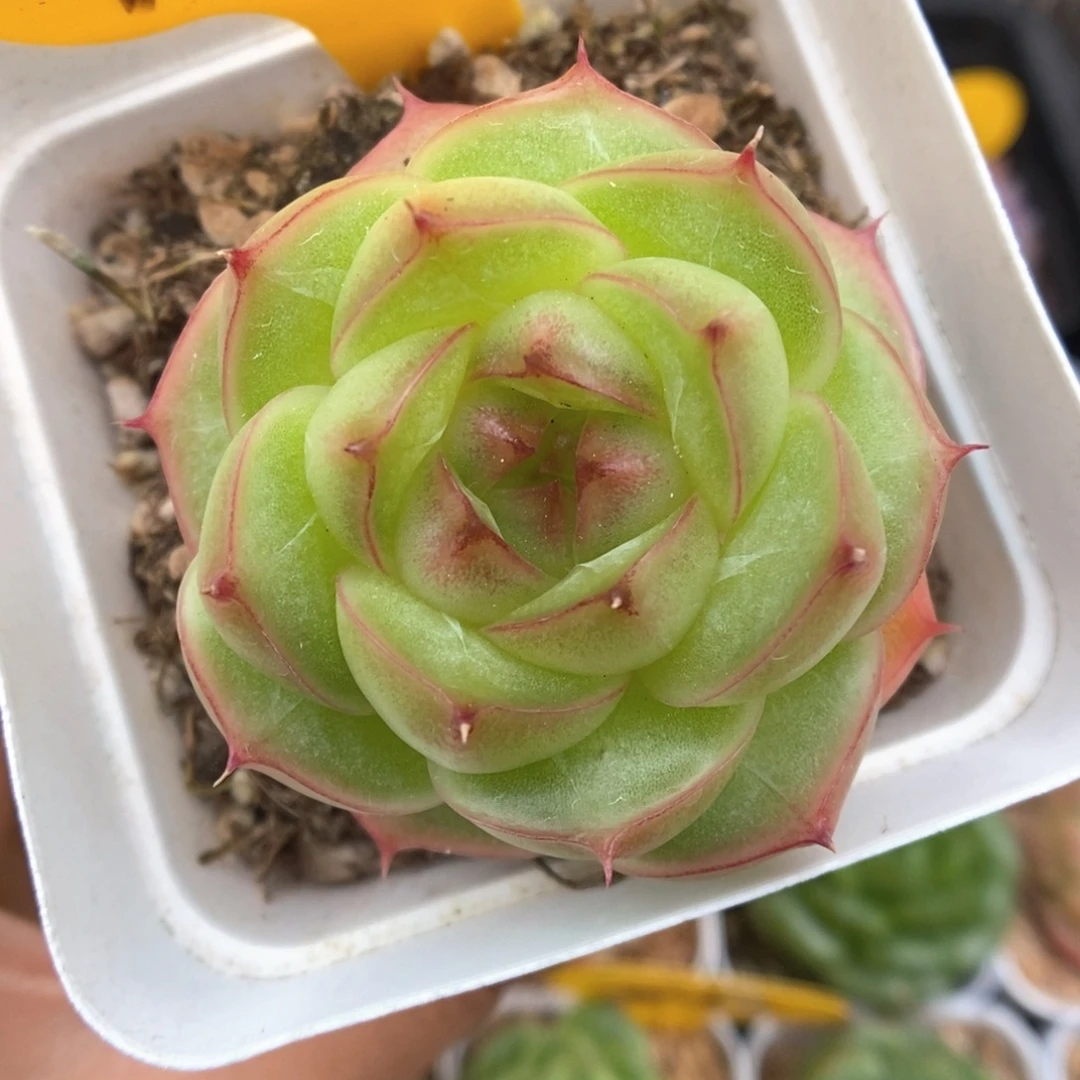 云初麦秆708号。