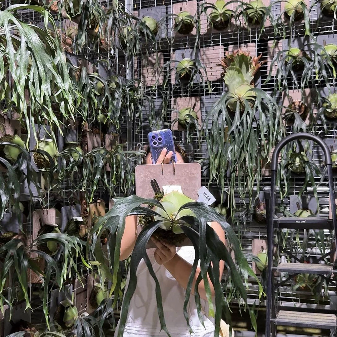 不开花植物Y664-小猫咪鹿角蕨（大）