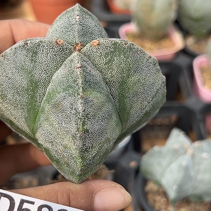 退****589号实生鸾多肉植物
