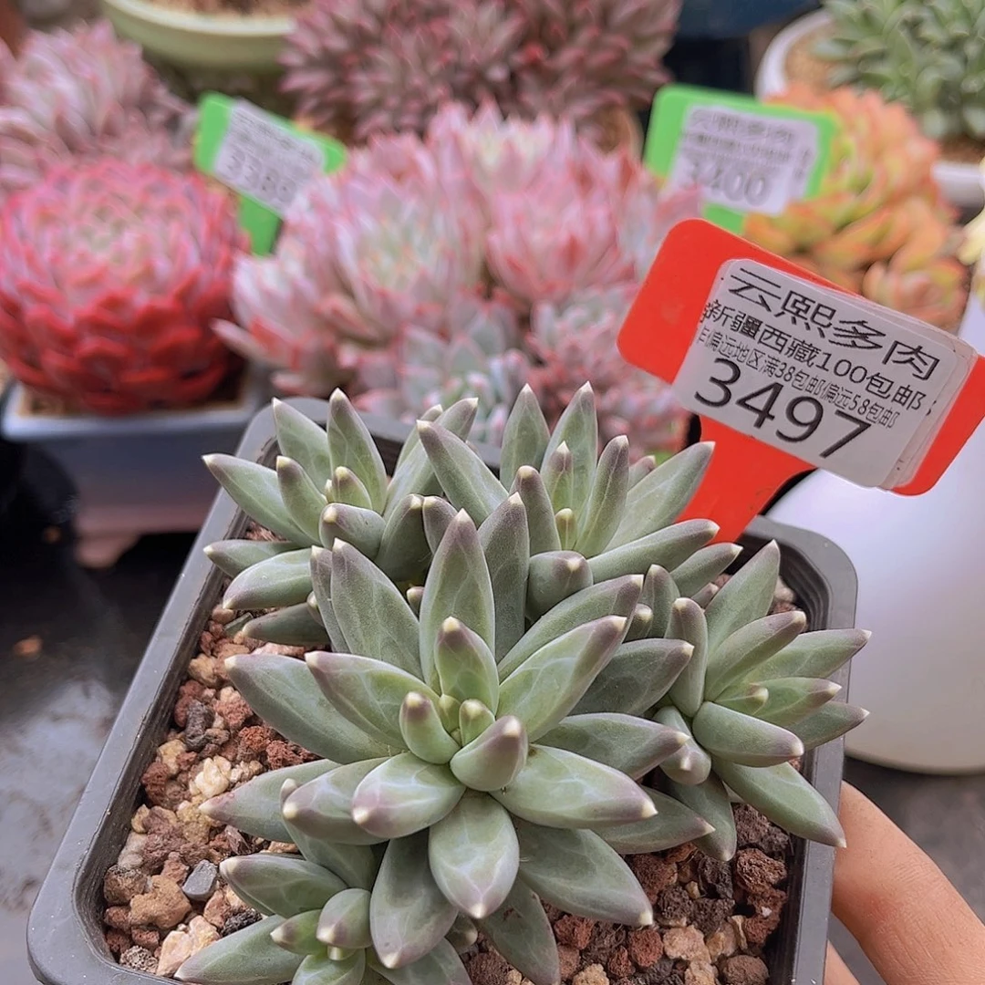 3497乌拉克拉多肉植物