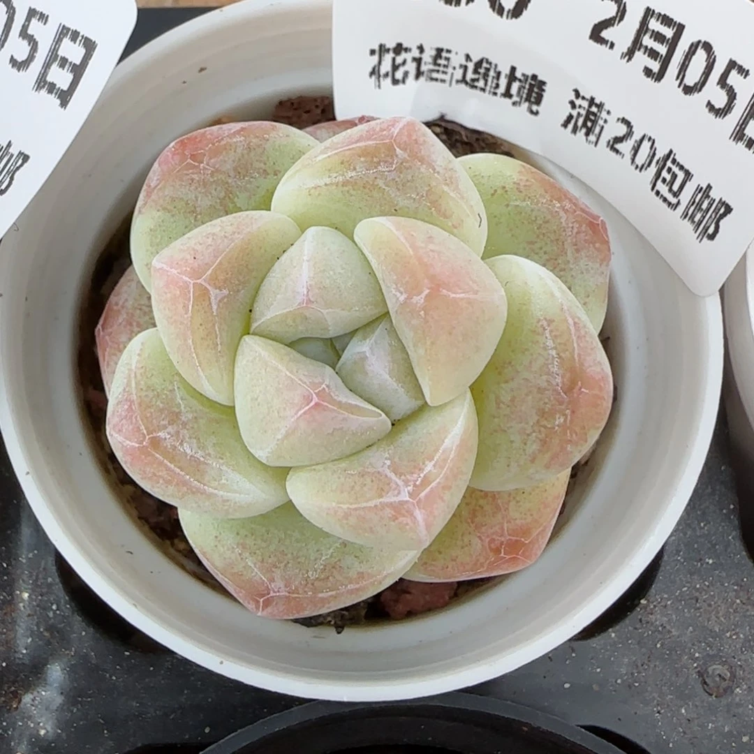 花语逸镜0205-430