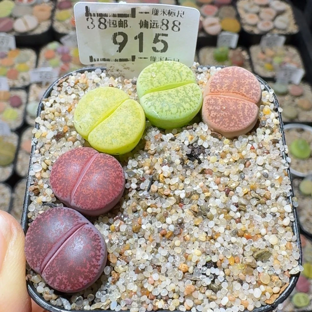 Sss精品清仓特价915