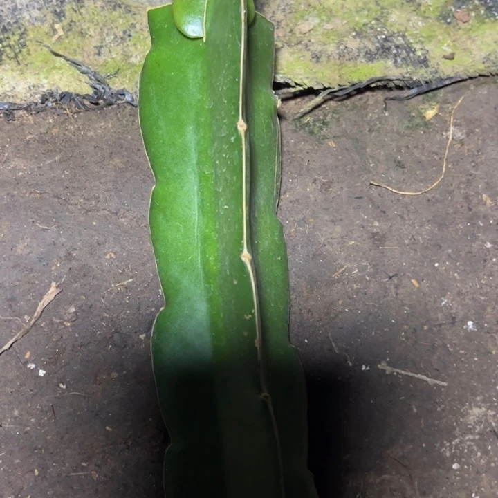 亚马逊日落嫁接单片小苗一颗50