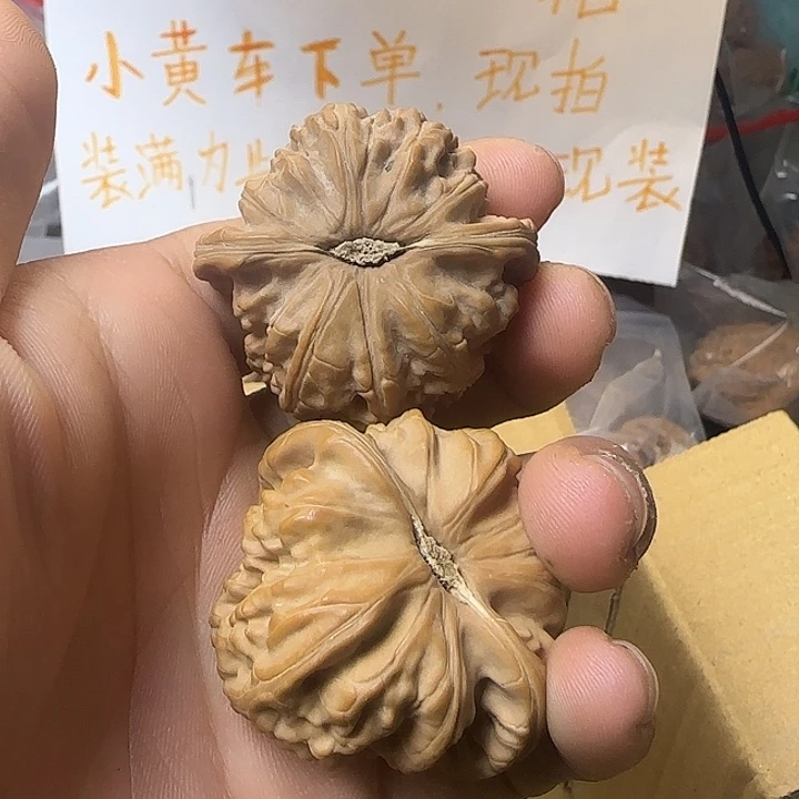 核桃白狮子41尺寸全品