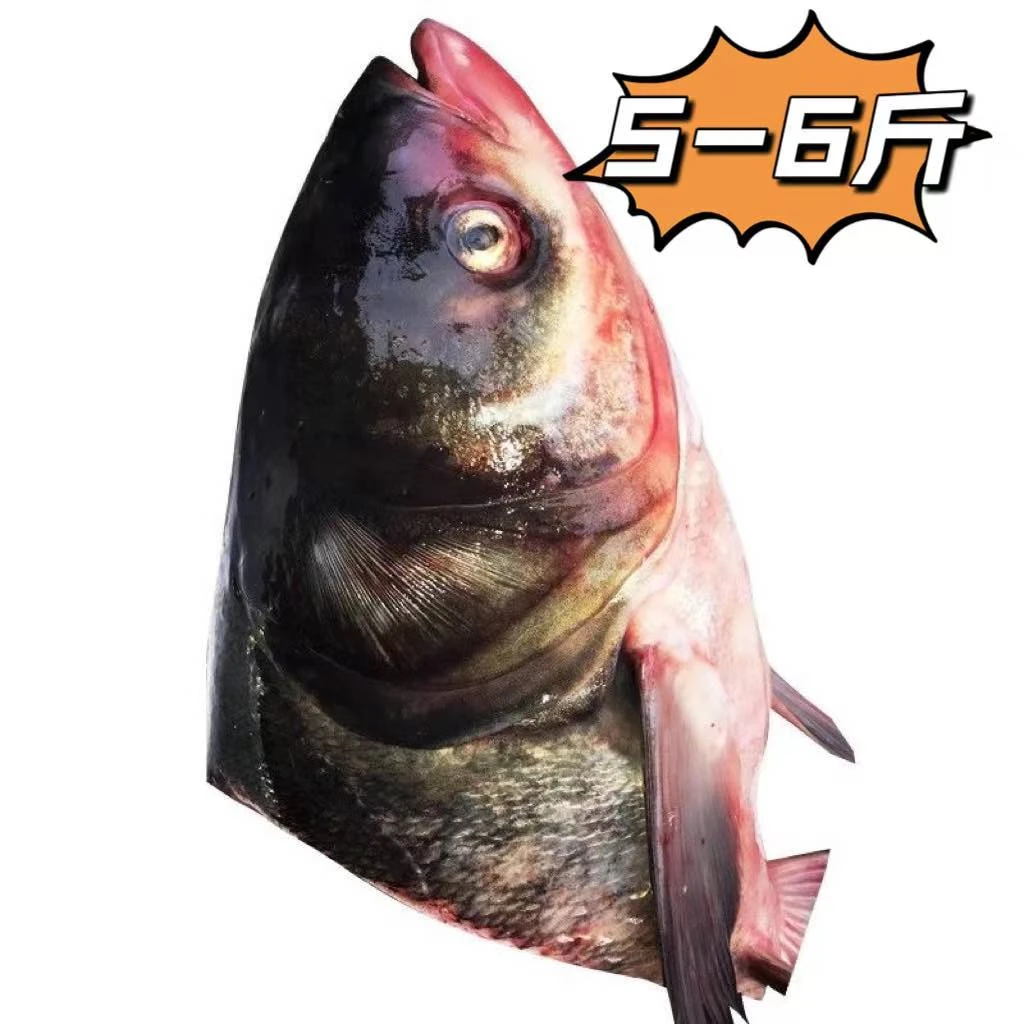 5-6斤东北花鲢鱼头去腮净重发货