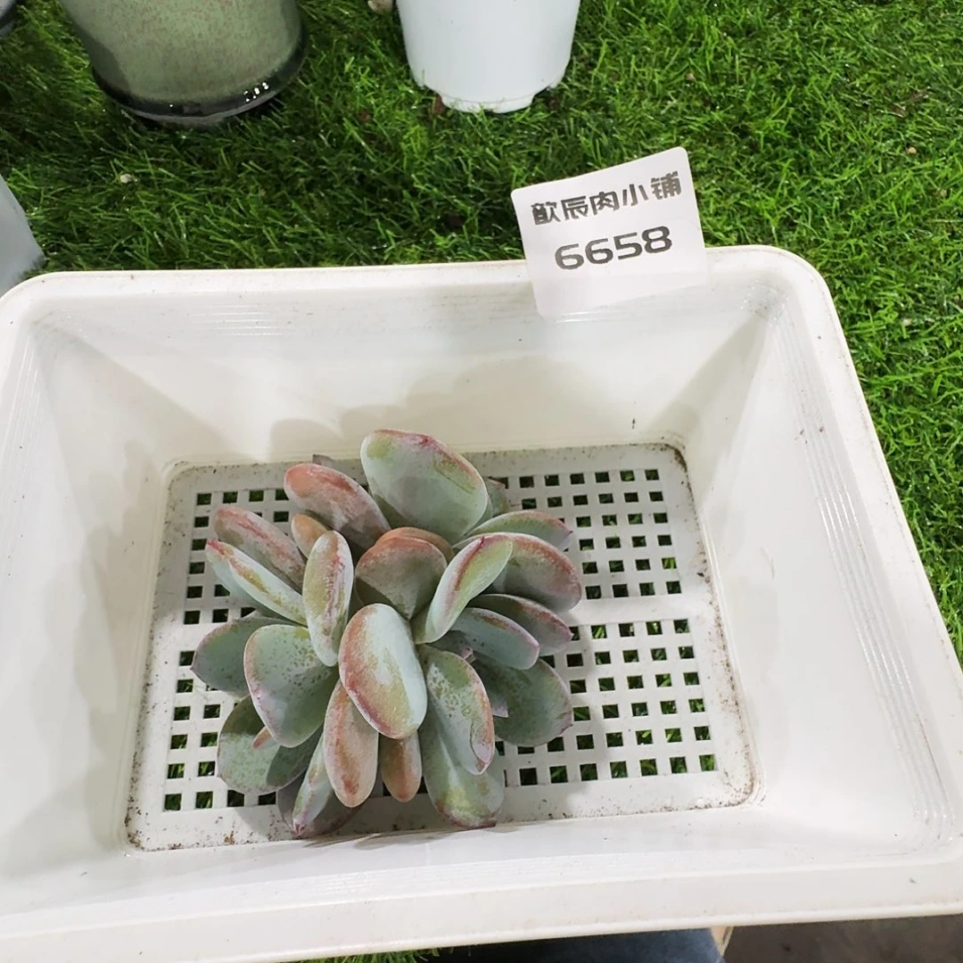 多肉植物奶茶三头6658