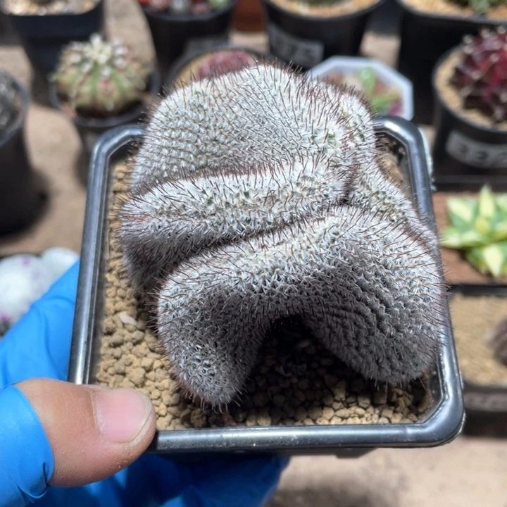 751直刺佩雷缀化