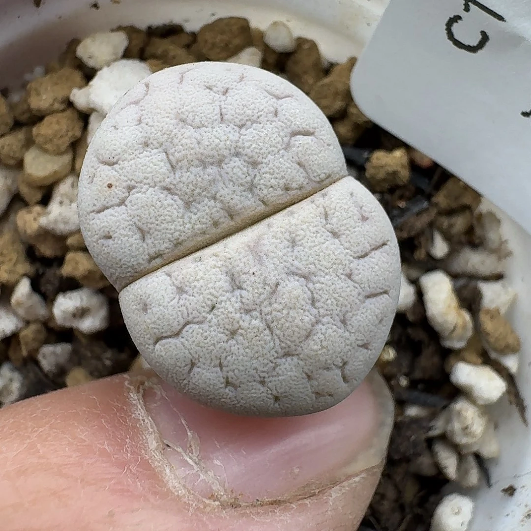 118碧赐玉哈哈哈哈哈哈