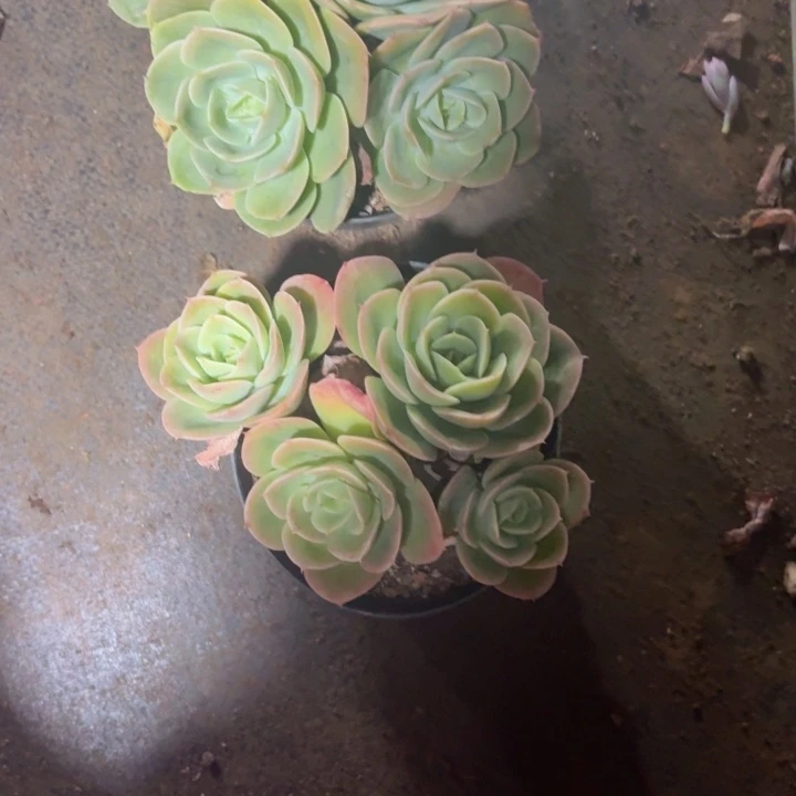 杨***敏多肉植物一物一拍满29元包邮夏景多肉基地