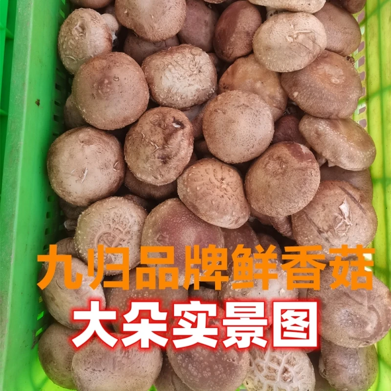 九归菇农推荐【大朵5.5斤新鲜现摘香菇】炒菜切丝切片切丁煲汤煎炸