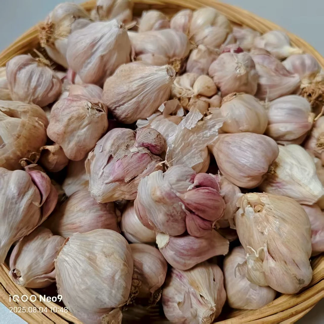 农家大蒜紫皮自然晾晒大蒜头