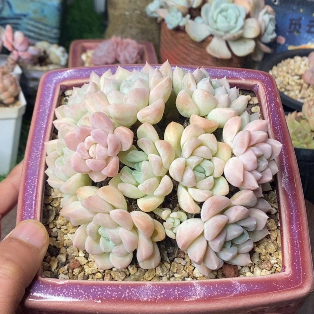 奶油美人杂交群生一物一拍