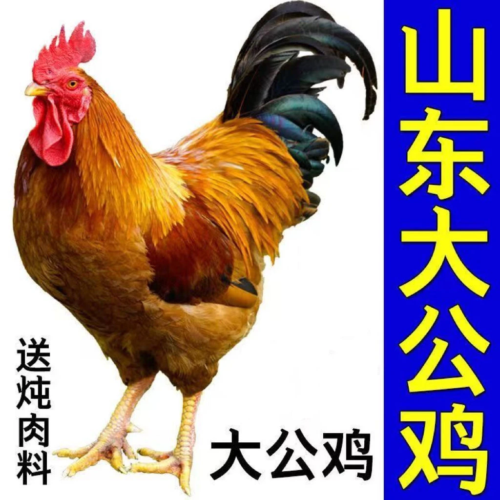 散养3年老公鸡8斤公鸡自家散养活鸡现宰先杀京东冷链快递盼