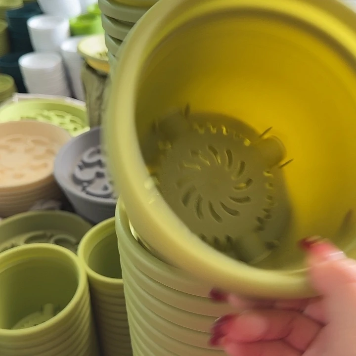 四季2号果绿无托10个