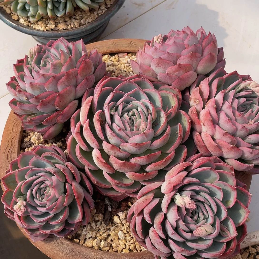 侧影捧花人多肉多肉