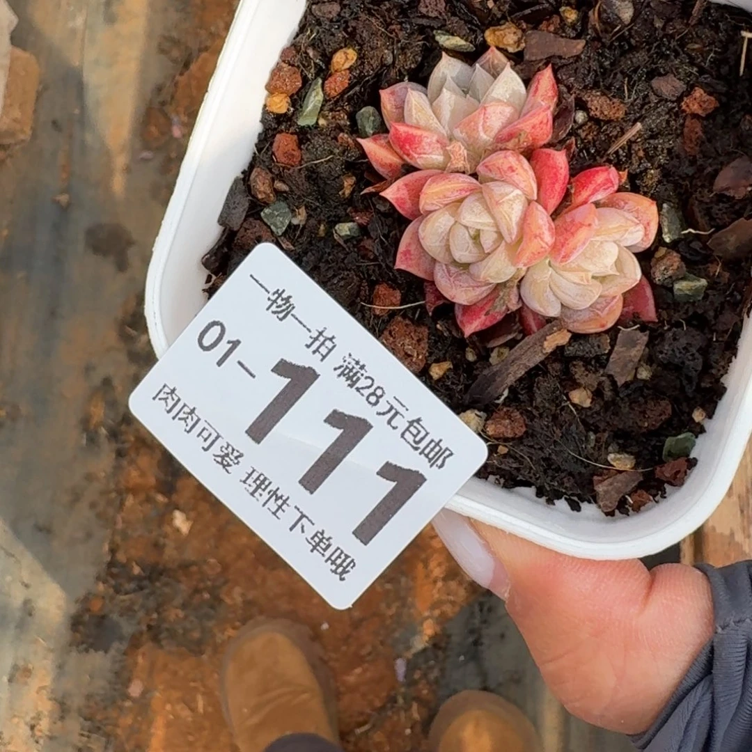 爱莎无盆土发货无盆土发货无