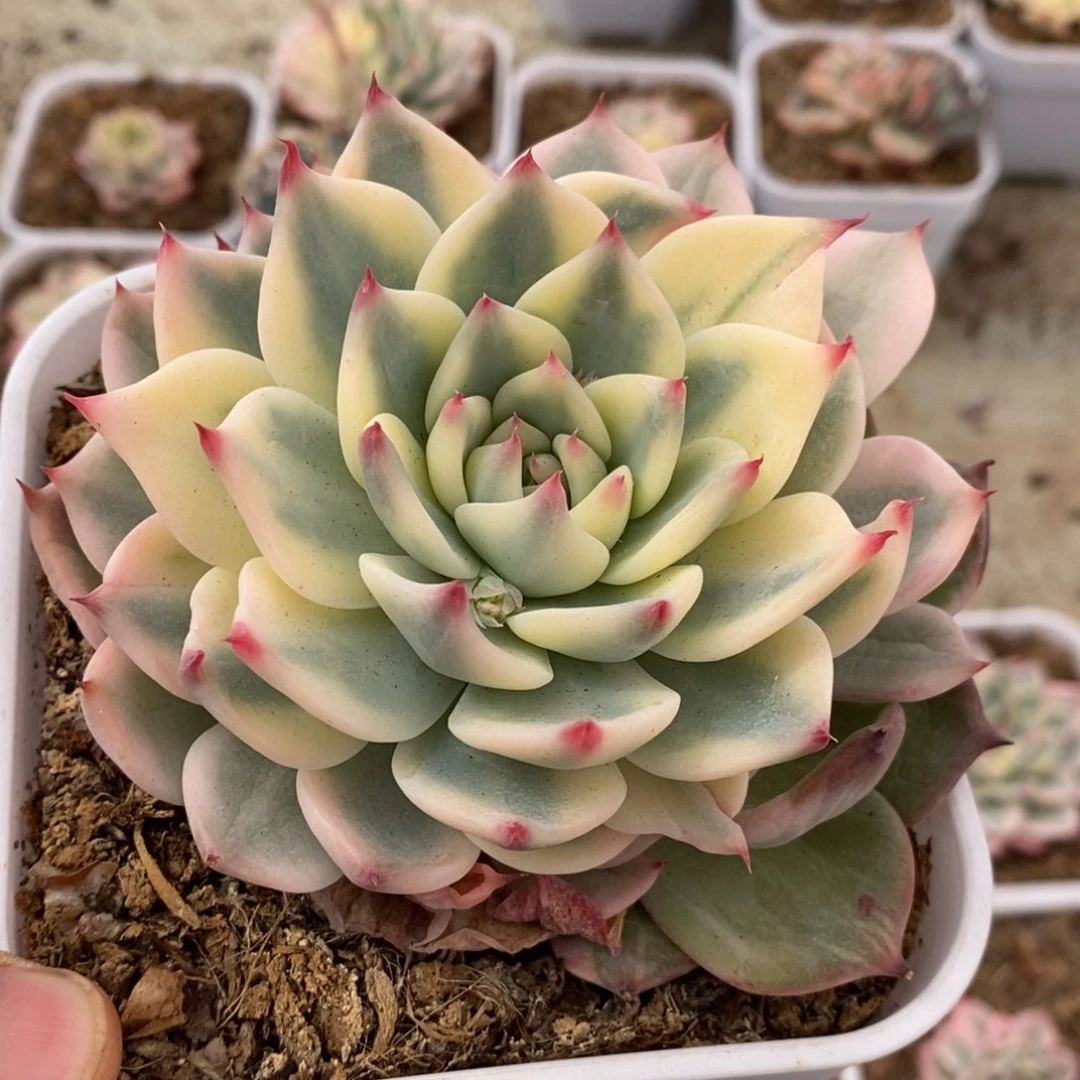 快**月吉娃娃锦多肉植物