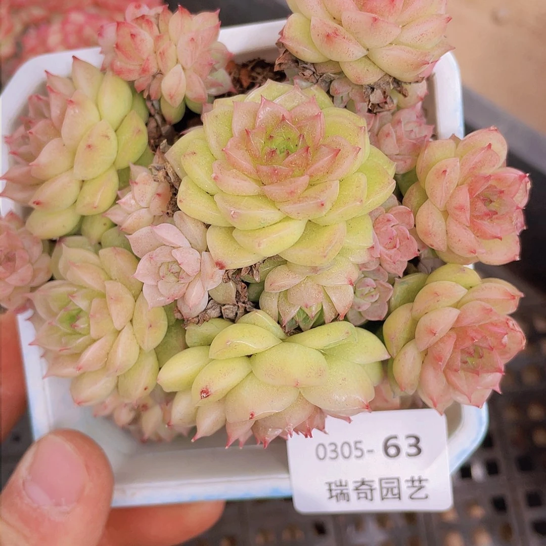 00000000000063一物一拍