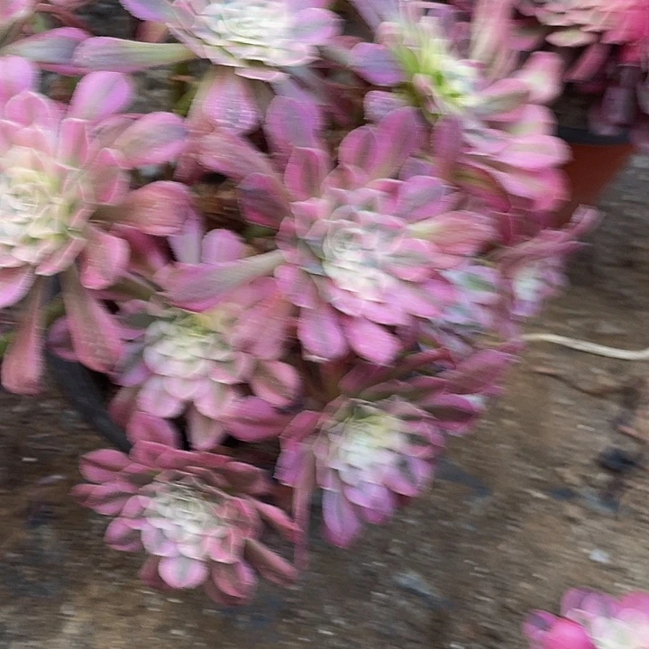 红桐超白两颗脱土发货