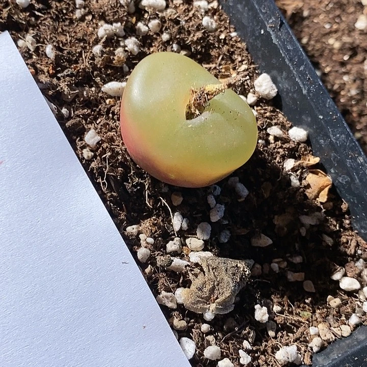 16331。  大单头荔枝窗。