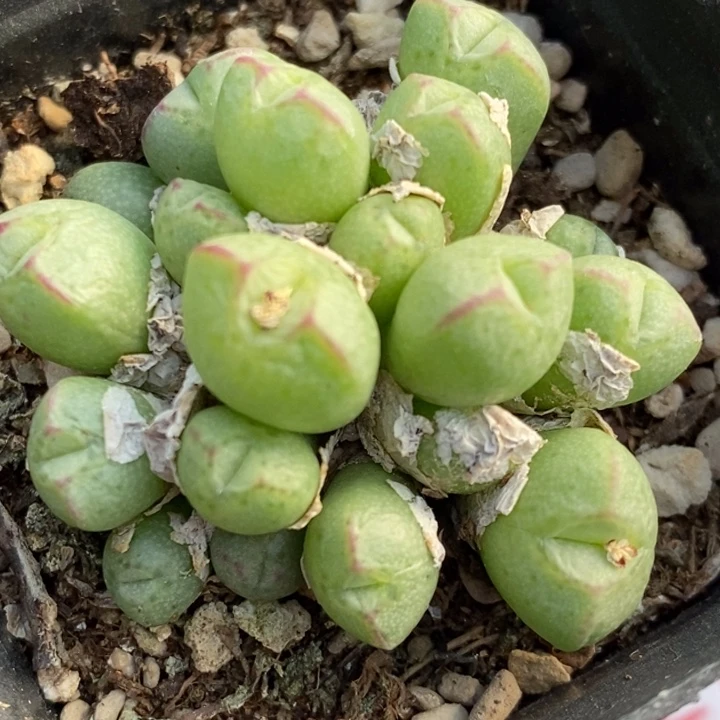 1818猪蹄一群一群