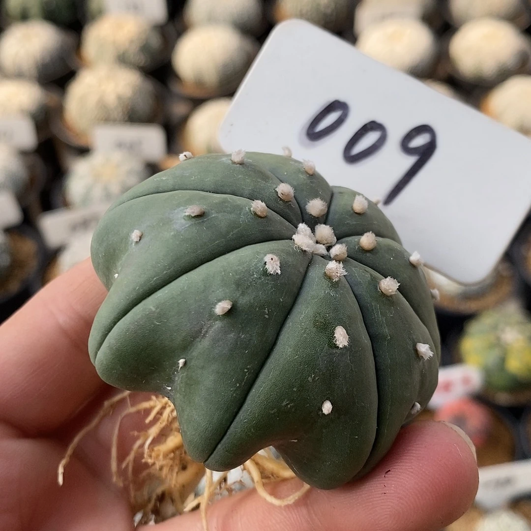 009脱土特拉了特价啦