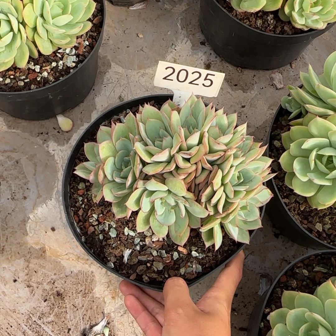 牡丹亭      2025号