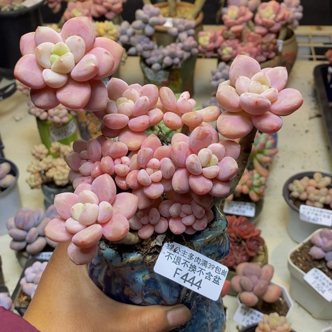 444樱花洛神多肉12c m