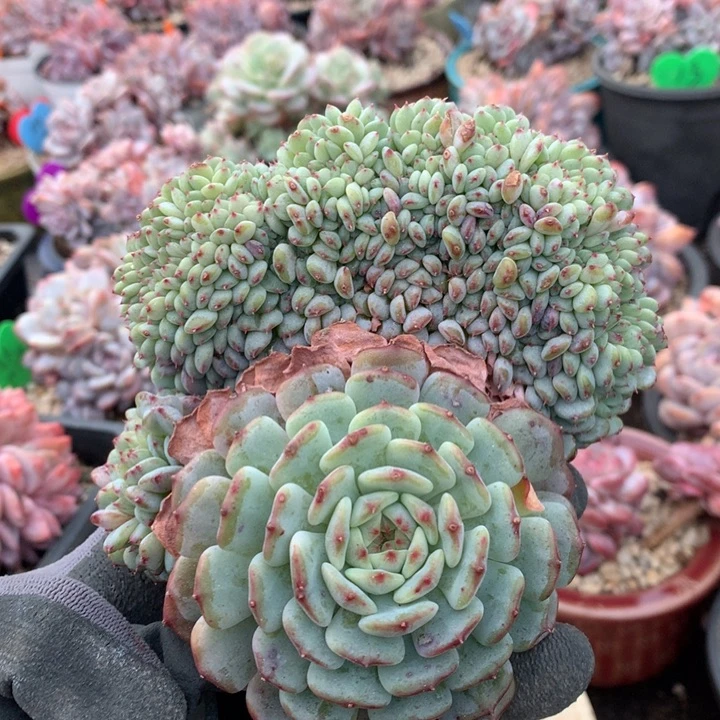 多肉植物白胖子缀化