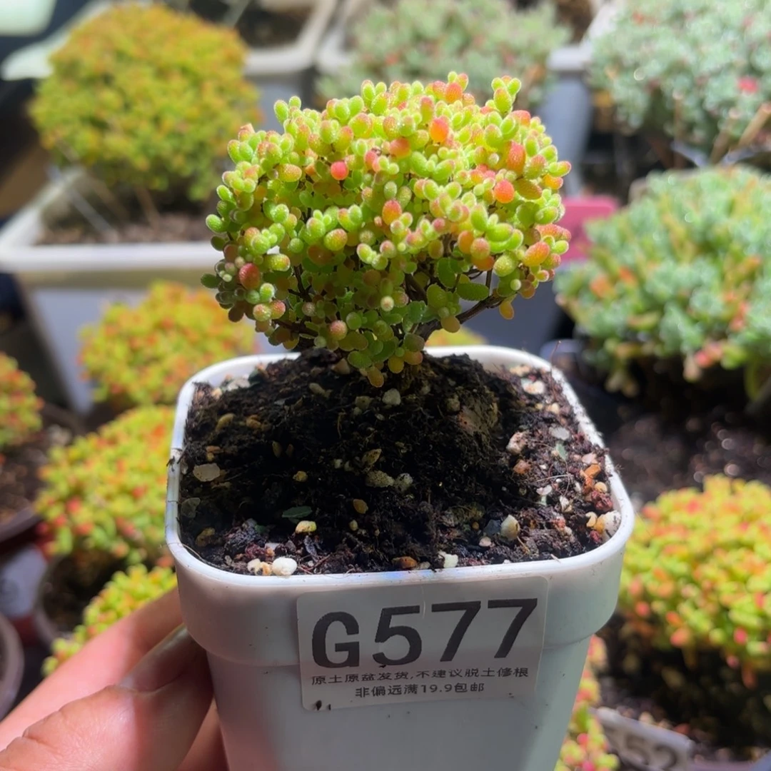 枝干番杏密橘糖球G577