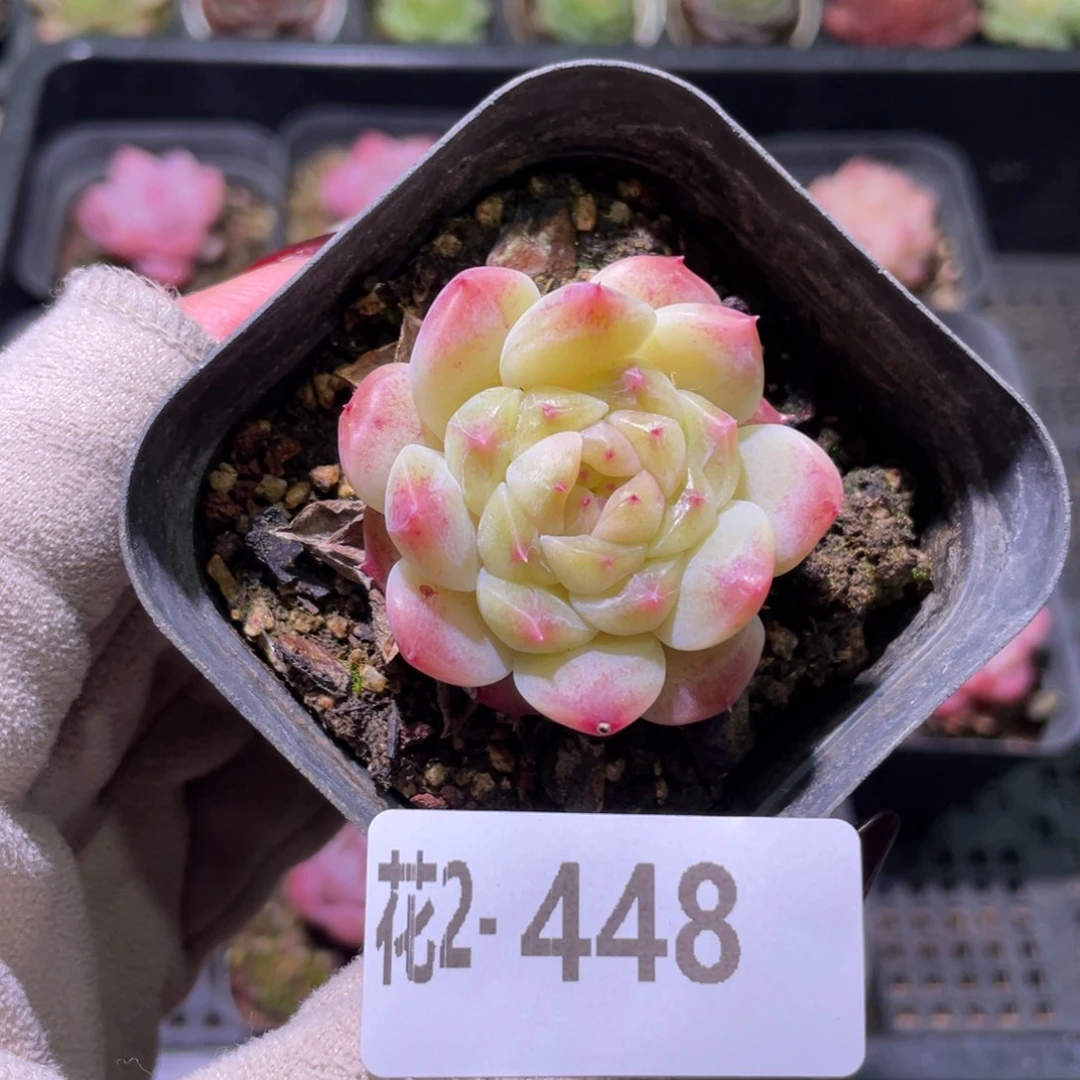 花利美2-448秘境冰魄