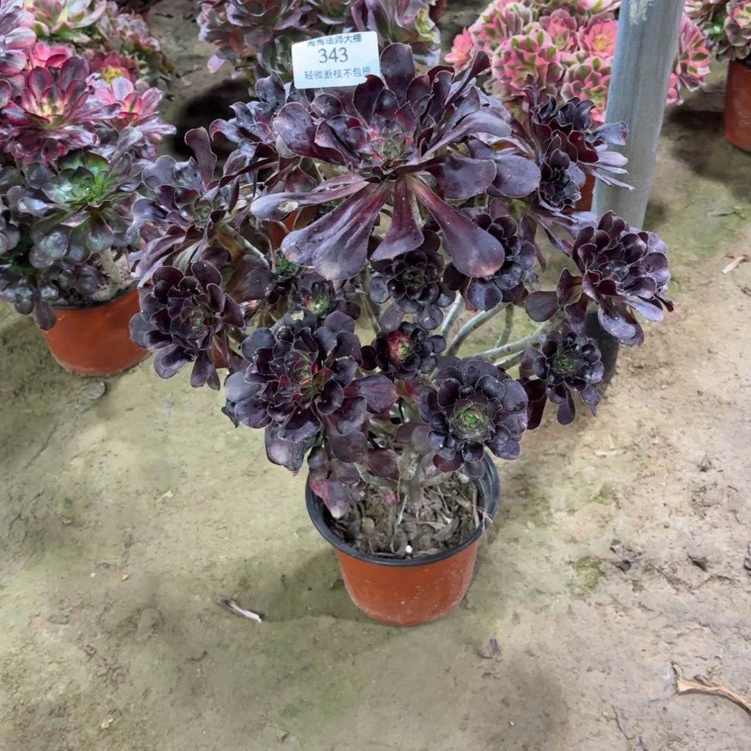343花蝴蝶多肉植物法师