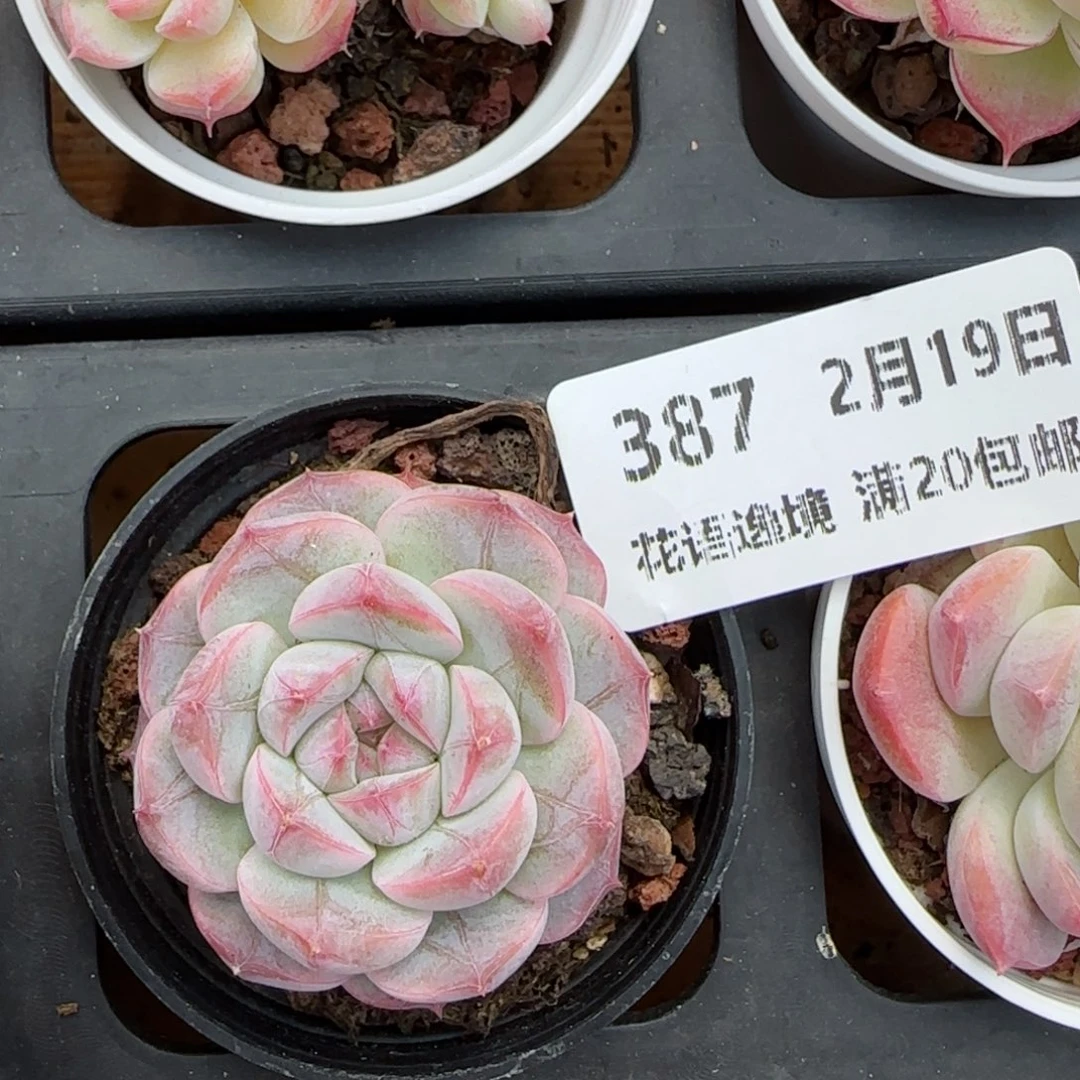 花语逸境0219-387