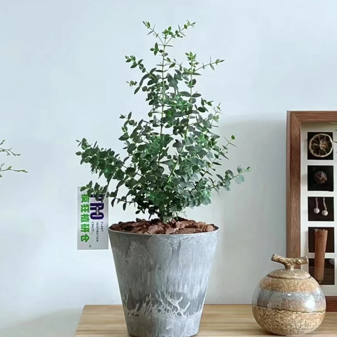 尤加利叶【蓝宝贝】盆栽绿植花卉室内易养护
