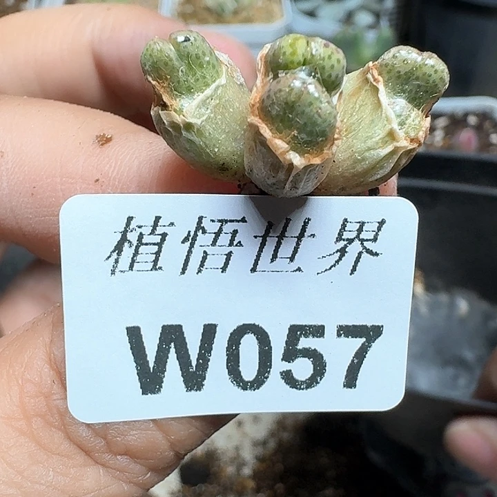 057号多肉植物哇c c
